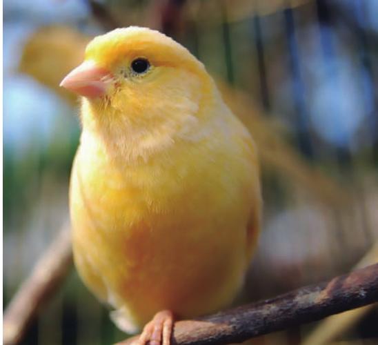 金丝雀也叫芙蓉鸟,芙蓉,白玉鸟,白玉,白燕,玉鸟等.