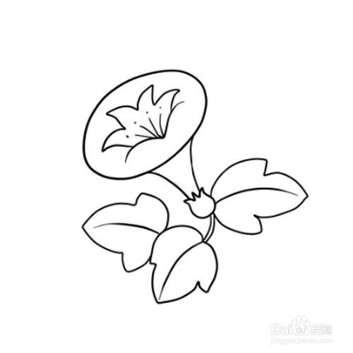 简笔画牵牛花的画法