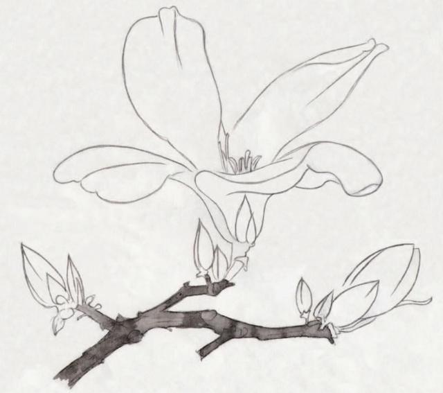 工笔玉簪花和竹子的染色步骤