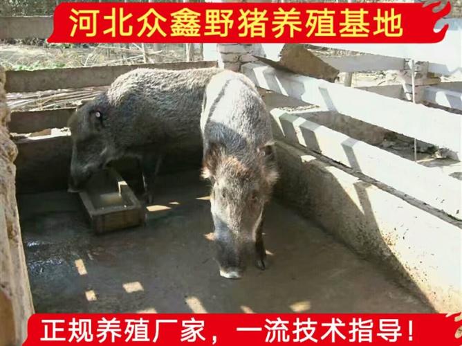 漳州野猪养殖需要什么要求全程技术跟踪指导