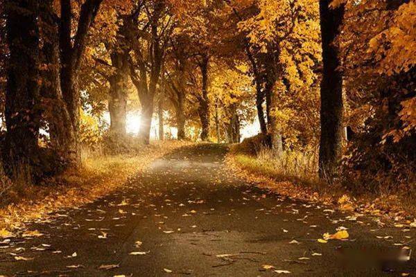 黄昏的落叶_黄叶飞