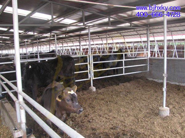 发酵床养牛菌种 金宝贝发酵床养牛发酵剂 干撒发酵床羊牛菌种.