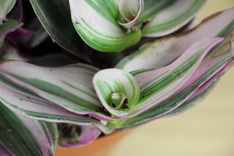 油画吊兰冬天养殖方法