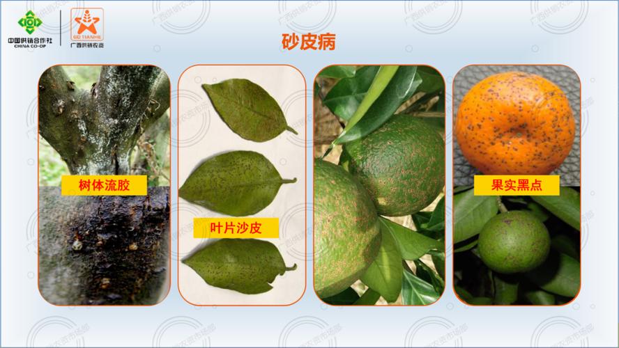 二十四种柑橘常见病害图谱(建议收藏)