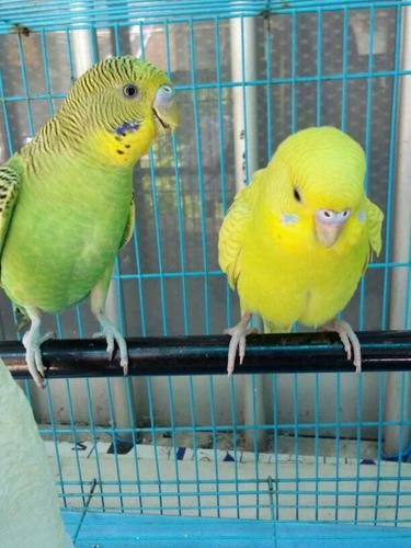 怎么看虎皮鹦鹉成年