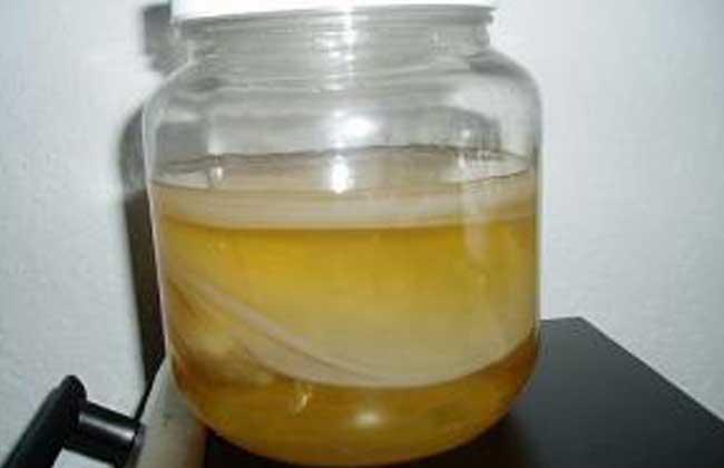 生活小常识:红茶菌的功效与作用