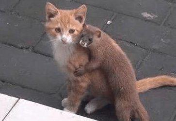 故事:小伙马路上遭到黄鼠狼咬裤脚,追赶黄鼠狼时,才知