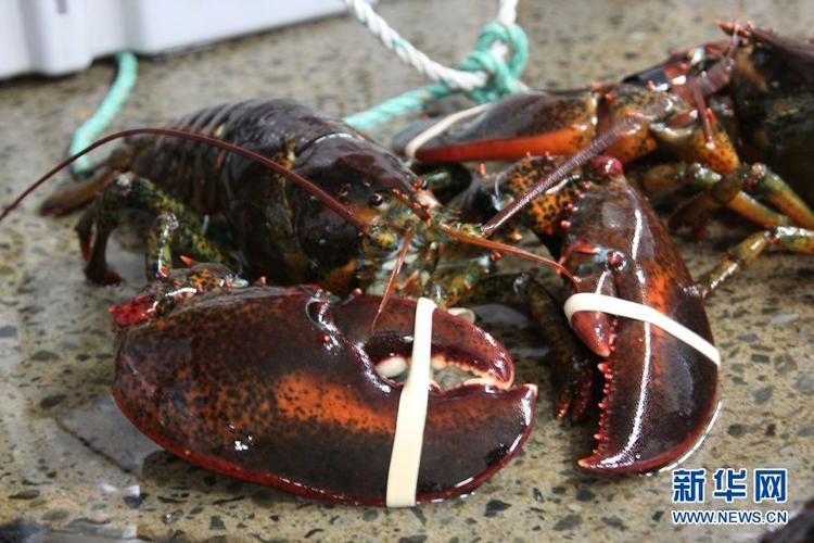 在加拿大新斯科舍省的南部的洛克波特渔港,渔民捕上来的龙虾.