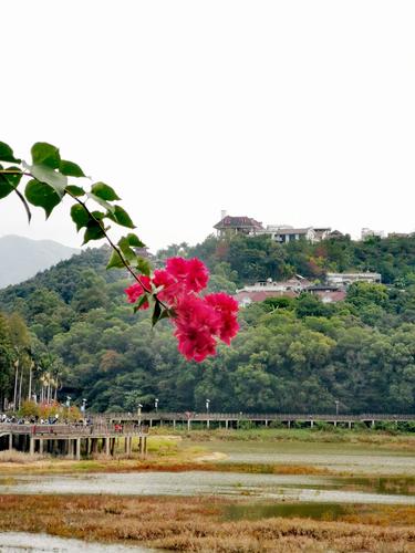 把这支三角梅(簕杜鹃)作为此次福州行的结束语,也算完美.谢谢观看