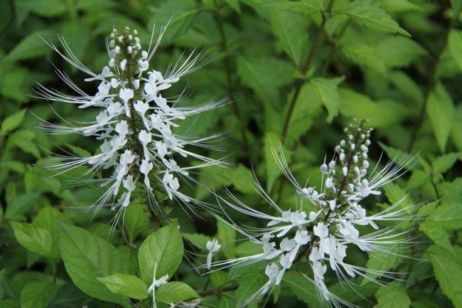 猫须草 ,别名肾茶,又名猫须公,牙努秒等.