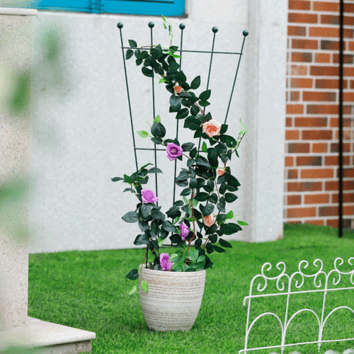 铁线莲爬藤架月季花架墨绿色扇形攀爬植物类支架铁艺植物爬藤室内花盆
