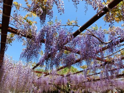 嘉定紫藤园的前生——和气町紫藤园简介