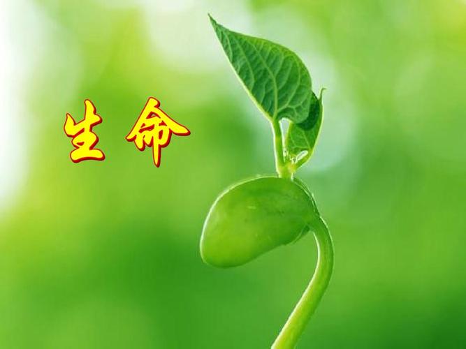 所有分类 小学教育 其它课程 四年级其它课程 珍爱生命学会自护ppt 第