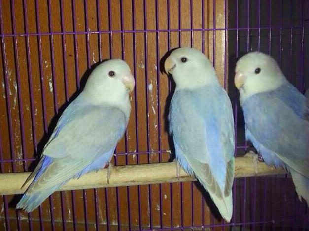 面类牡丹复合基因-牡丹鹦鹉爱好者之家