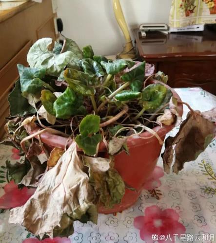 2,如果仙客来缺水严重,甚至出现了大面积叶片干枯现象,那就只能狠心剪