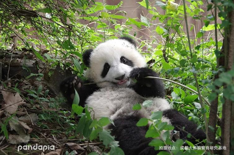 大年初二这一天, 肉肉一大早就起床了, 想必赚了好多钱哦!