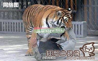 男子动物园内被老虎叼走,盘点动物园老虎吃人事件(2)