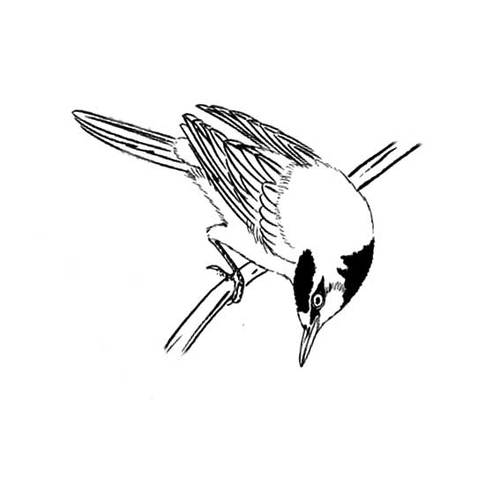 白描山雀简单画法