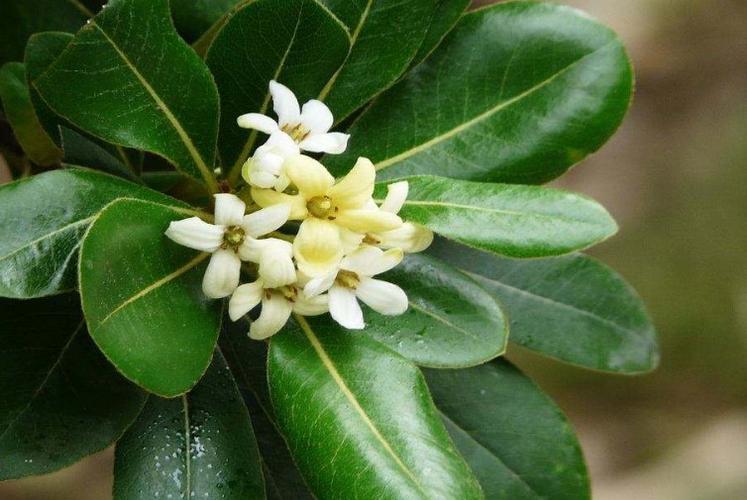 海桐的花语是什么海桐怎么养护
