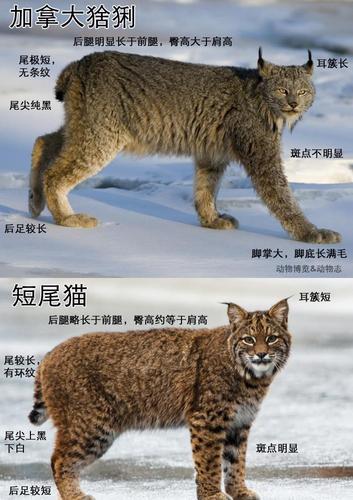 辟谣短尾猫也是一种猞猁猞猁天线更长短尾猫更威猛