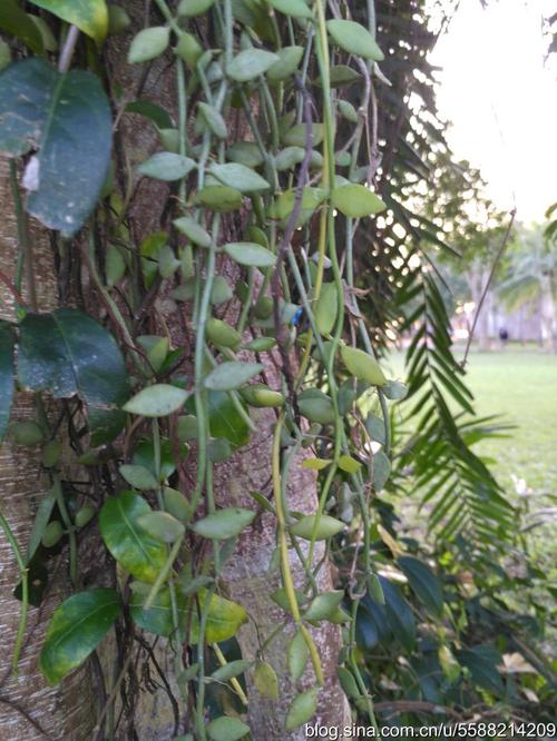 1502.【海南植物】眼树莲(235)