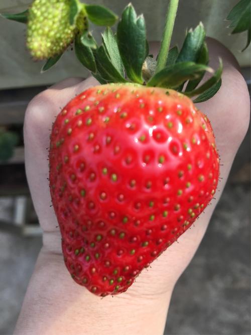 比比看,草莓宝宝有拳头大吗?