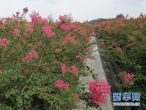 崇州廖家紫薇文化嘉年华开幕全域旅游推动绿色发展