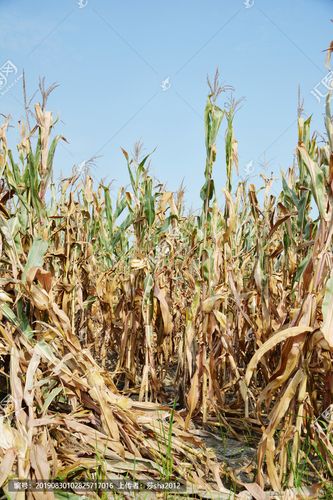 收过的玉米地