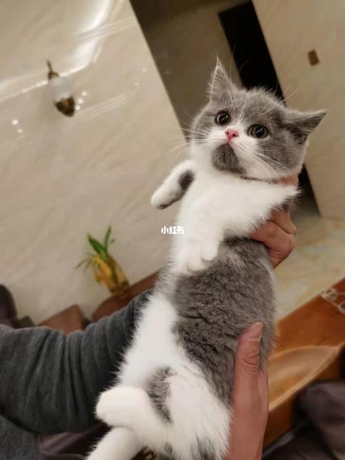 矮脚英短蓝白猫_英短_圆脸_蓝白矮脚_宠物_猫
