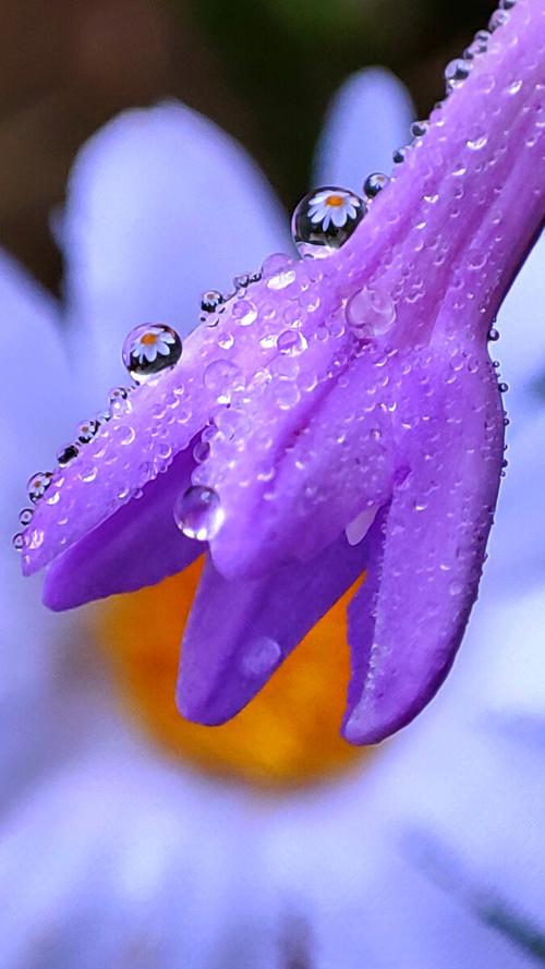 花朵上的水滴之花