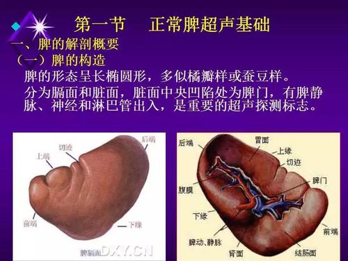 脾脏超声诊断
