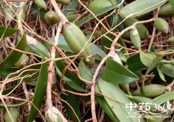 果上叶的功效作用 果上叶行气止痛治肺结核