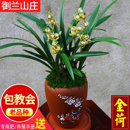 兰花【金荷】矮种四季兰建兰盆栽绿植室内花卉兰草兰花苗阳台