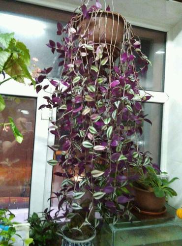 这8种"吊兰",不仅名字取得好,外表也长得好,关键还好养