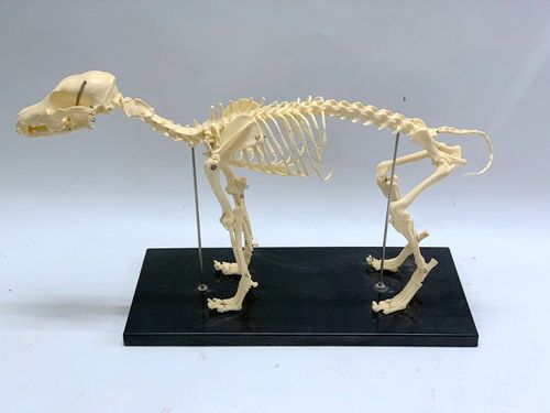 狗骨骼模型 犬骨骼 狗骨架 犬骨架 狗头狗关节动物标本犬头犬关节