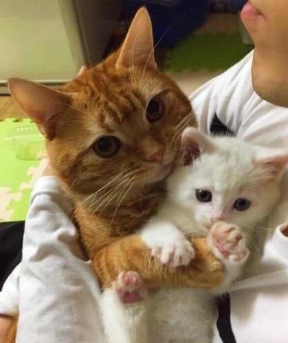 男子即将把猫宝宝送人,最后一刻,猫妈妈举动让人看的想哭