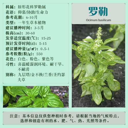 家庭园艺种子 驱蚊 食用调味 紫丁香极香罗勒种子 甜罗勒圣罗勒 九层