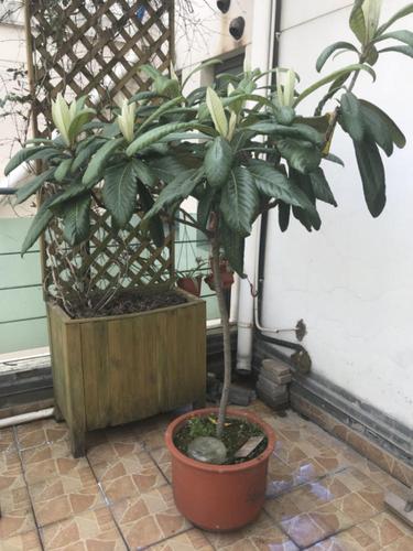 紫砂花盆老桩法师套组室内盆栽价格质量 哪个牌子比较