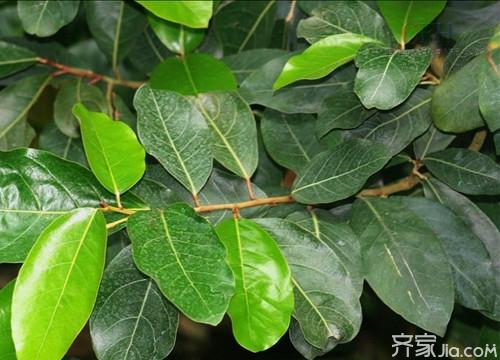龙脑香的功效与作用 龙脑香有什么样的功效与作用