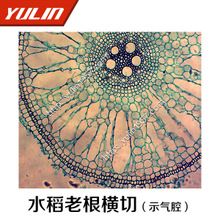 水稻老根横切(示气腔) 生物实验切片标本 高清晰显微镜玻片