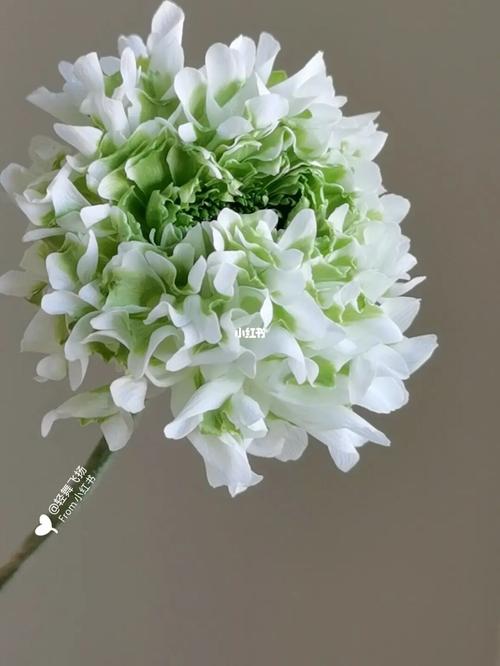 白绿锦鲤洋牡丹_洋牡丹_鲜花_家居家装_家居装饰_花艺