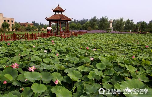 7月8日,山西襄汾燕村第六届荷花文化旅游节将盛装开幕