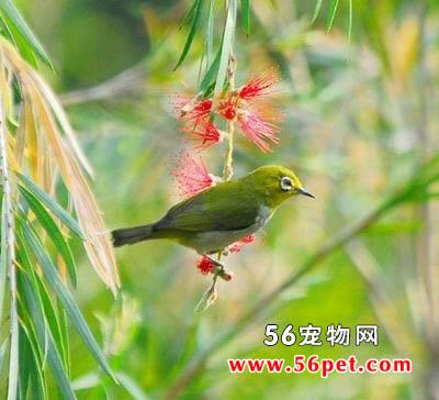 暗绿绣眼鸟