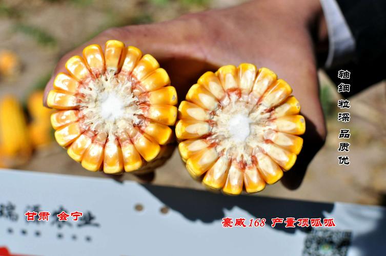 玉米新品种豪威168引种西北,震撼上市;甘肃省瑞源农业科技有限公司
