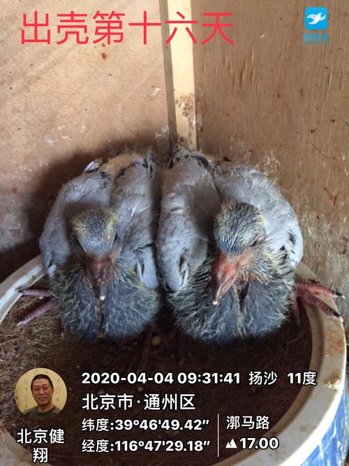 记录幼鸽的成长每日一拍