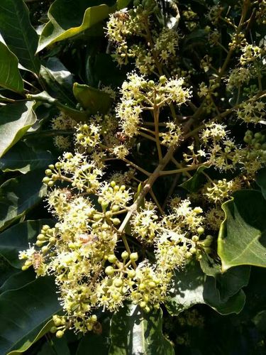 柴蜂蜜,也叫鸭脚木蜂蜜,是蜜蜂从八叶五加植物上采集酿造而成的蜂蜜