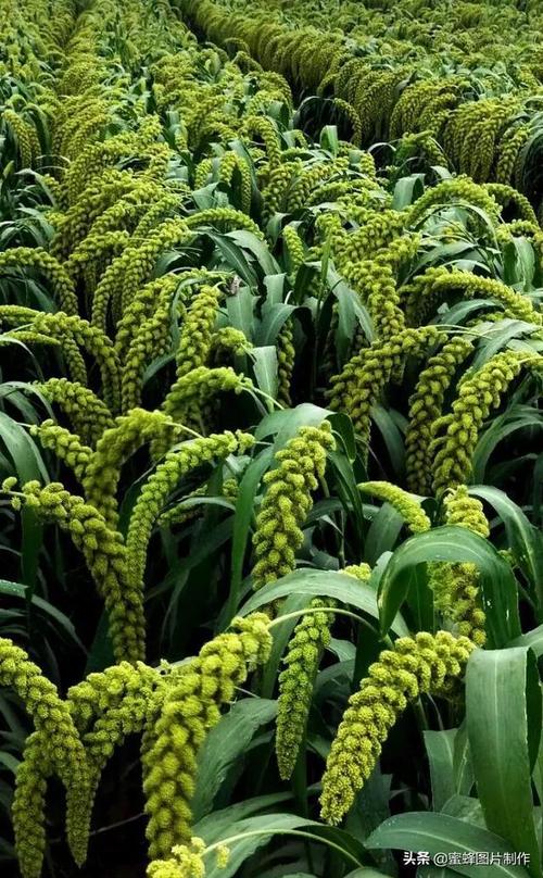 五谷丰登丰收在望壁纸美图