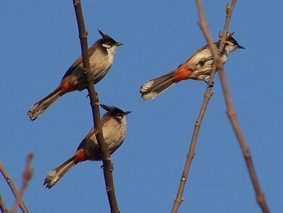白喉红臀鹎 诱鸟声 好听鸟叫声 电媒声 引叫声 诱音 自然