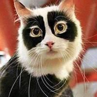 超萌的黑眼圈猫咪表情包_微信头像图片大全