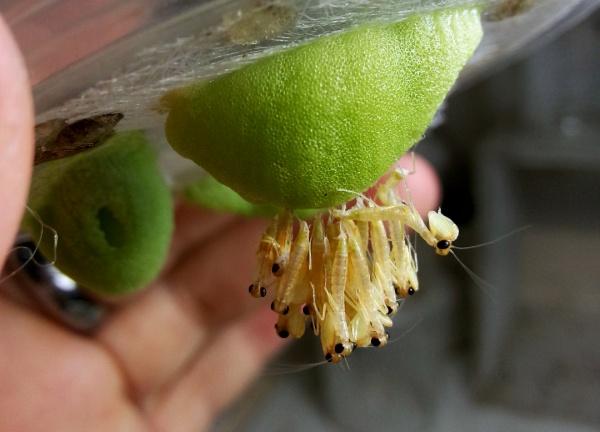 兰花螳螂,最受欢迎的种类.